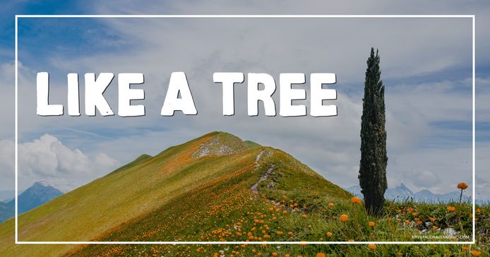 Devotional title text overlaying a hilly mountainside with poppy flowers on it. The sky is blue and cloudy with mountains seen behind the hill. On the right side is a Mediterranean cypress tree.