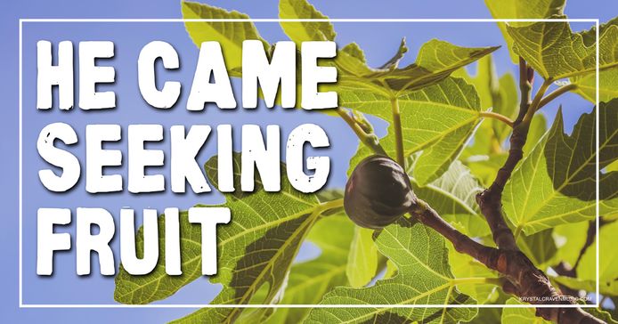 The title text "He Came Seeking Fruit" over a fig tree with a single fig growing on it.