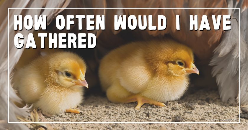 The title text "How often would I have gathered" over a picture of two chicks nestled under the feathers of an adult chicken.